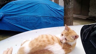 A 100% free and secret tutorial on getting a wild cat? I can do it after watching this video!