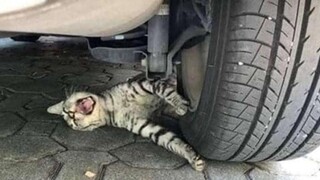 รวมคลิปแมวสุดฮา 😹 ที่จะทำให้คุณกลิ้งไปกลิ้งกับพื้นหัวเราะ สัตว์ที่น่ารักที่สุด