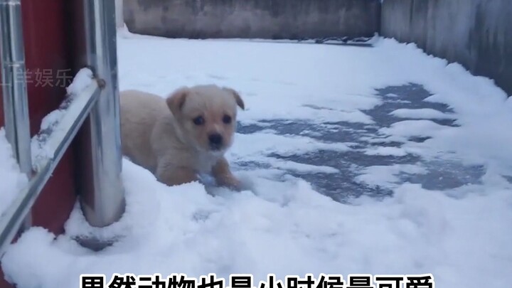 How cute are the little animals when they are babies? My sister's heart is melted by their cuteness.