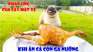 Thử Phản Ứng Của Cầy Mặt Xệ Khi Ăn Cả Con Gà Nướng