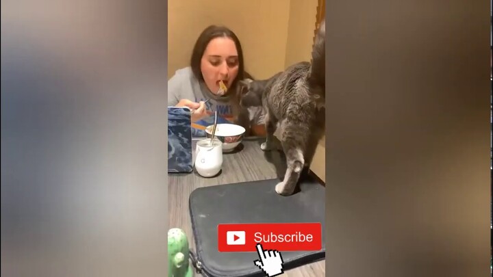 KOMPILASI HEWAN LUCU TERGOKIL ‼️