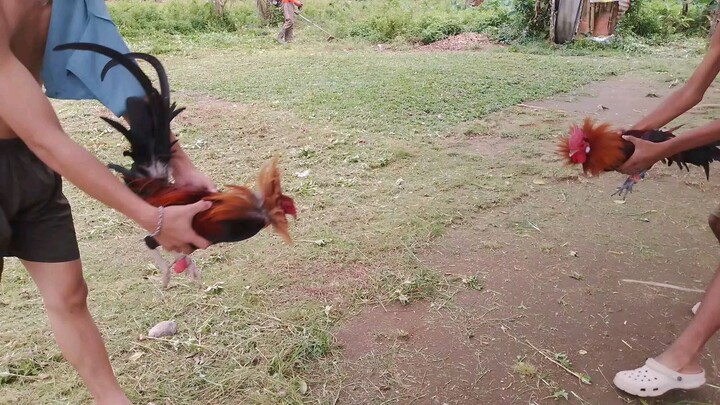 blue legged vs dalunsapi ftrom: Madrideo BGF