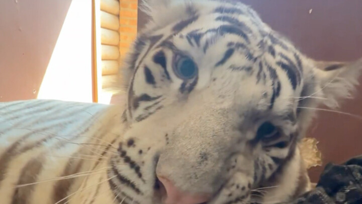🦓: They’re treating me like a toy 🙃