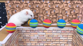 ภารกิจของหนูแฮมสเตอร์ EP 417