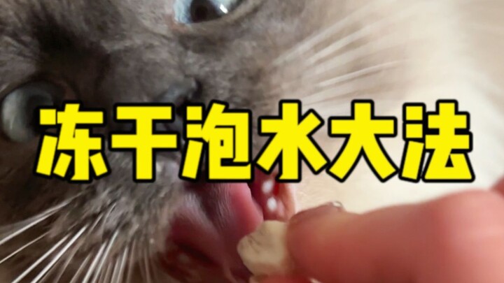 Chỉ cần ngâm nước là mèo nhà mình không thèm ăn đồ đông khô? Học ngay tuyệt chiêu tái hydrat hóa đồ 