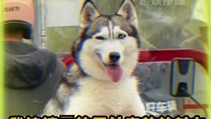 ก็อย่างที่คาดไว้ แต่ละสายพันธุ์ก็มีความน่ารักโดดเด่นในแบบของตัวเอง #สัตว์เลี้ยงน่ารัก #หมา