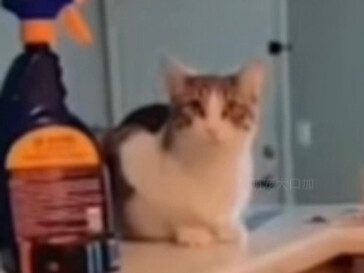 Hujan membuat anak kucing berjamur