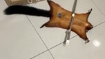 بعد أن تسبب في المتاعب، قام بتزييف نفسه كضحية... "لماذا لم يأت أحد لإنقاذي بعد؟!"