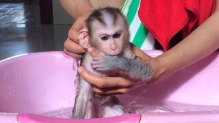 Mom give baby monkey Mino shower