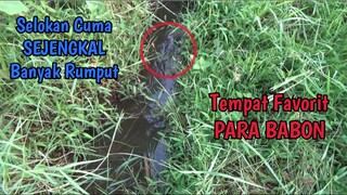 TARIKAN BABON DI SELOKAN KECIL TENGAH SAWAH BIKIN KEWALAHAN