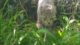 kucing hutan- dunia binatang