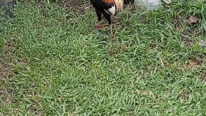 stag sweater x gray escolin