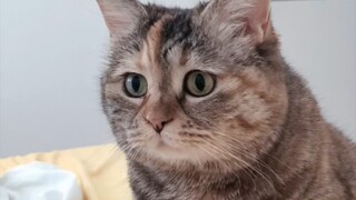 Giật mình tỉnh dậy, thấy mèo con đang nói chào buổi sáng