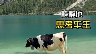 那些让人惊叹的动物视频！