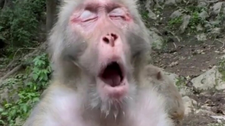 Purple Apple Soaring Straight to the Crown of the Head