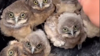 عيون كبيرة تدور بسرعة