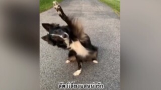 สัตว์เลี้ยง เพื่อนขนปุย : สัตว์เลี้ยงแสนน่ารัก