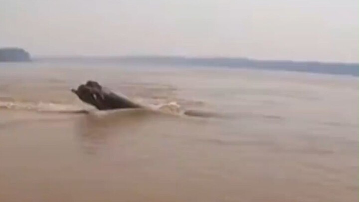 What unexpected surprise did they find?