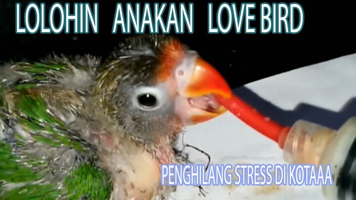 CARA MELOLOH ANAK AN LOVE BIRD DENGAN SPET | PECINTA BINTANG