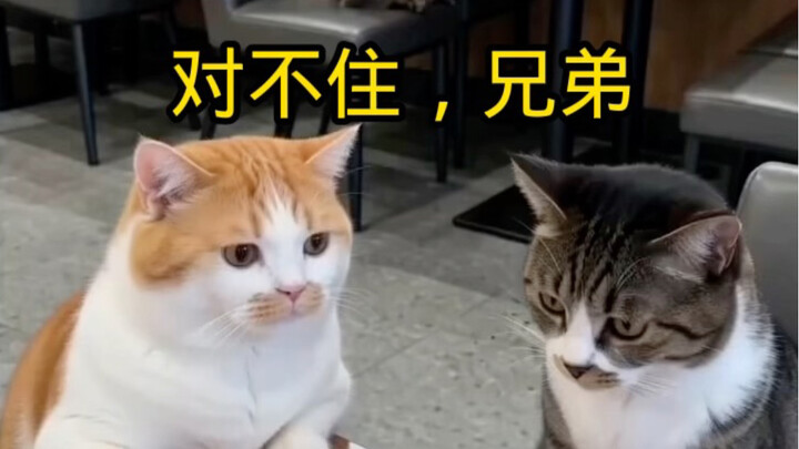 Xin lỗi, anh bạn