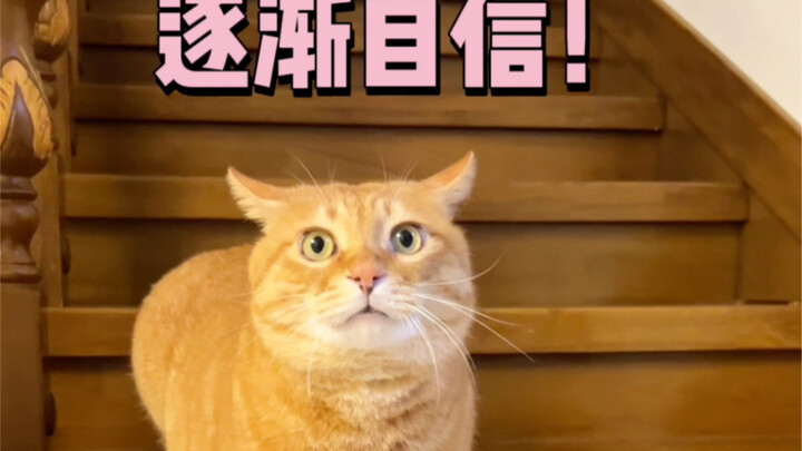 แมวน้อยก็อาจหลงทางในตัวเองทีละน้อยท่ามกลางคำชมอย่างไม่หยุดยั้งเช่นกัน!
