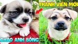 Thú Cưng Vlog | Bông Ham Ăn Có Thành Viên Mới #10 | Chó thông minh đáng yêu | Smart dog funny pets