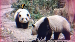 #GiantPandaHehua #GiantPandaHeye Hehua! You’ve got to rush in and “hunt” your little brother while y