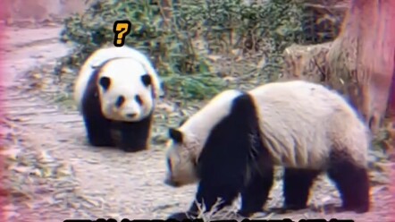 #大熊猫和花 #大熊猫和叶 花花！ 打弟弟要趁早搜 ！我没有开玩笑的 #大熊猫
