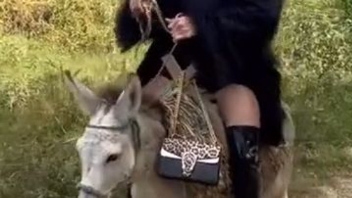 Ride a Donkey in Style