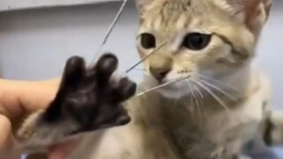 Give your cat acupuncture