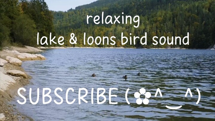 relaxing lake & loons bird sound