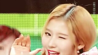 [SANA] Would you like to raise a sweet and adorable Shiba Inu girl at home? (Final high-energy warni