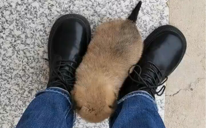 ไฮ่ ฉันเป็นน้องหมาเบอร์ 37 นะ～