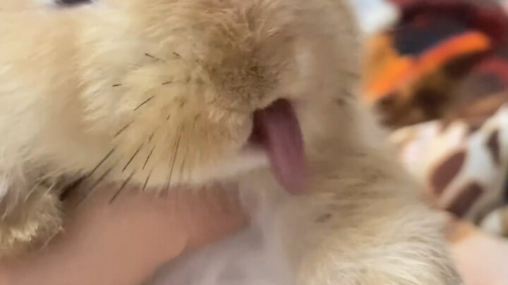 The bunny's tongue is just too cute!