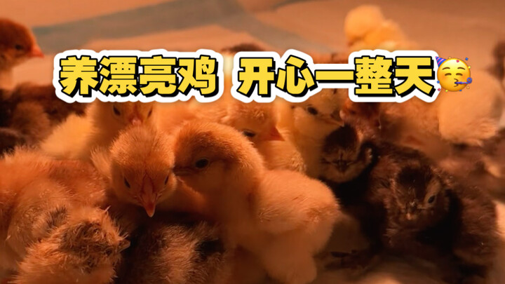 Taking you through a day of raising a pet chicken～