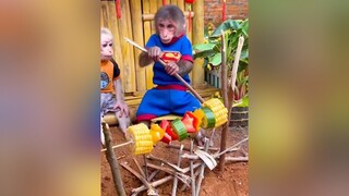 thucung🔔 thucungvuinhon monkey thucung