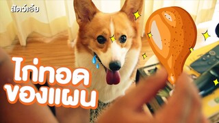 พาหมาไปหาหมอ EP.4 ขอไก่ทอดกินบ้างดิ | สัตว์เอ๋ย