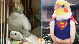 Cute Parrots Doing Funny Things #13 | Cutest Parrots In The World