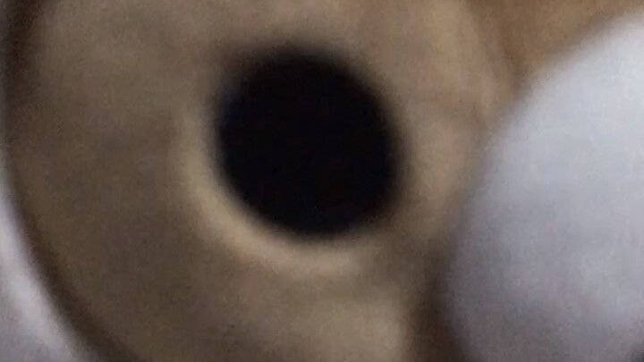 I am… a CAT?! Or BEAR?!