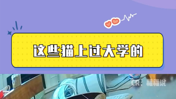 แมวกลายเป็นผีเสื้อไปแล้ว! แมวตัวนี้นั่งข้างฉันตอนสอบเอนทรานซ์