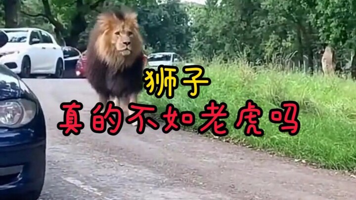 สิงโตแย่กว่าเสือจริงหรือ? #สัตว์ #พฤติกรรมชวนงงของสัตว์ #ความรู้เกี่ยวกับสัตว์ #ความรู้เกี่ยวกับสัตว