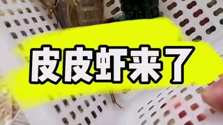 Mantis shrimp is back