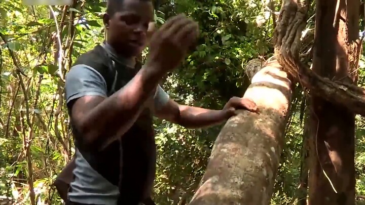 (สารคดี) เรื่องราวการดำรงชีวิตและป่าไม้ของชาวมาดาร์กัสกา