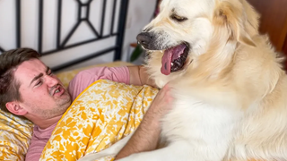 ฉันจะตื่นได้อย่างไรเมื่อมีโกลเด้น รีทรีฟเวอร์