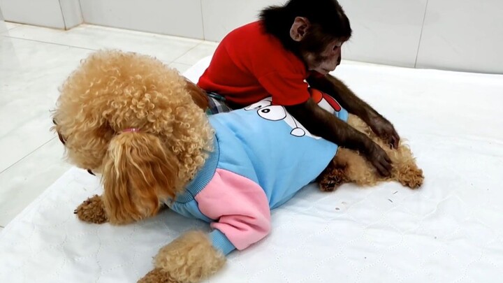 The little monkey turns into a caring little nurse, taking care of the dog just after surgery~