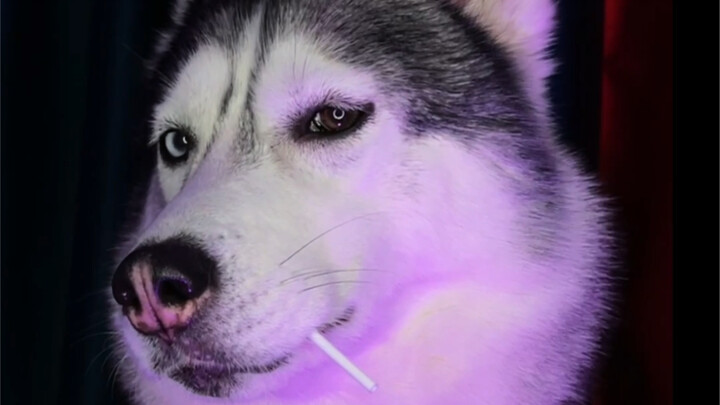 虽然我不是人但我这耳朵可是真的