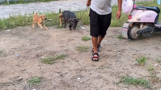 我可不是为了那几只羊和猪，就想挑战一下，你们应该都懂吧？