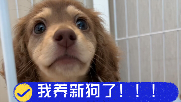 Tôi đã nuôi chó mới rồi!