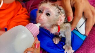 So Hungry!! Tiny adorable Luca so hungry can't wait for Mom to hold him up to drink milk