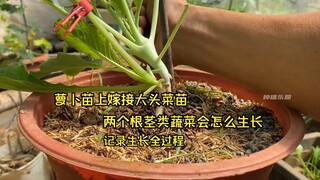 萝卜上能嫁接大头菜？把它们嫁接在一起会怎样生长，记录生长全过程